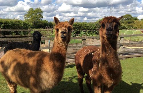 Tatton Park House | Curlew Cottage