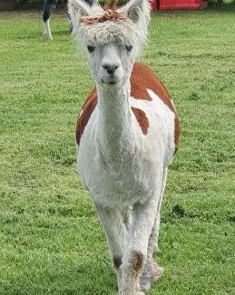 New Holland Other | Marshland Alpacas Glamping Lodge