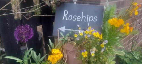 Rosehips at Kerensa, Naburn