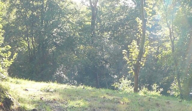 Stone built 2 bedroom cottage overlooking a tarn in woodland near Cartmel