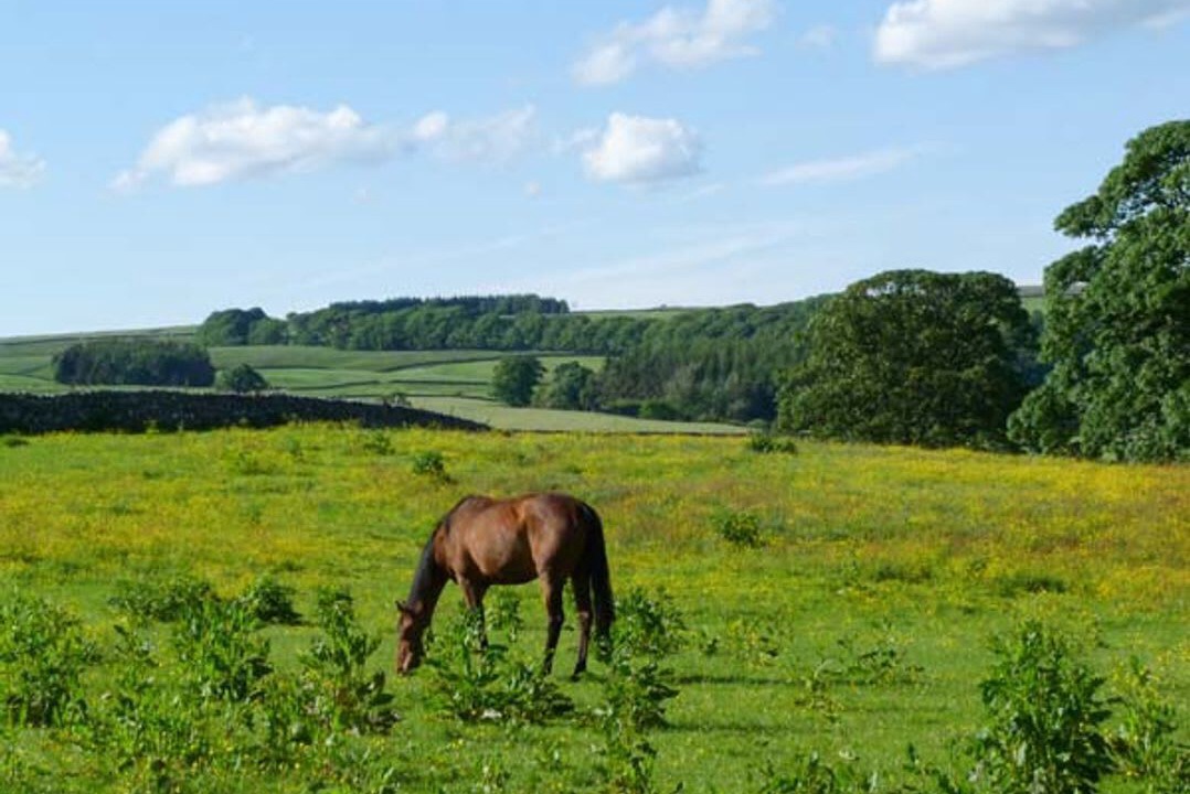 Photo of Others in Middleham