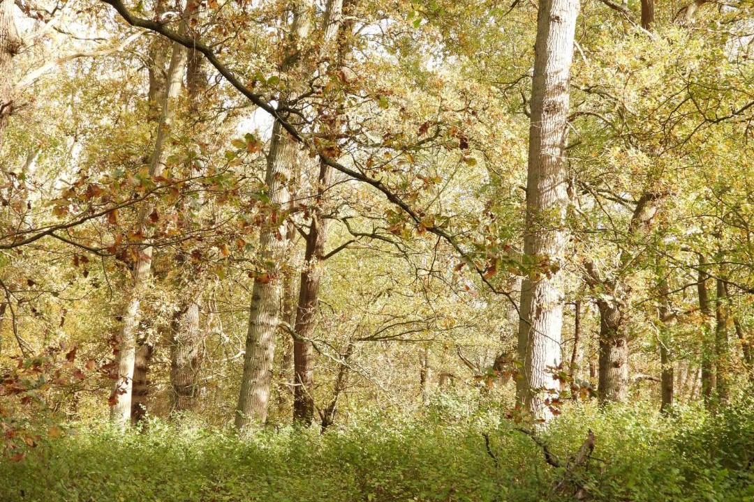 Photo of Others in Polebrook