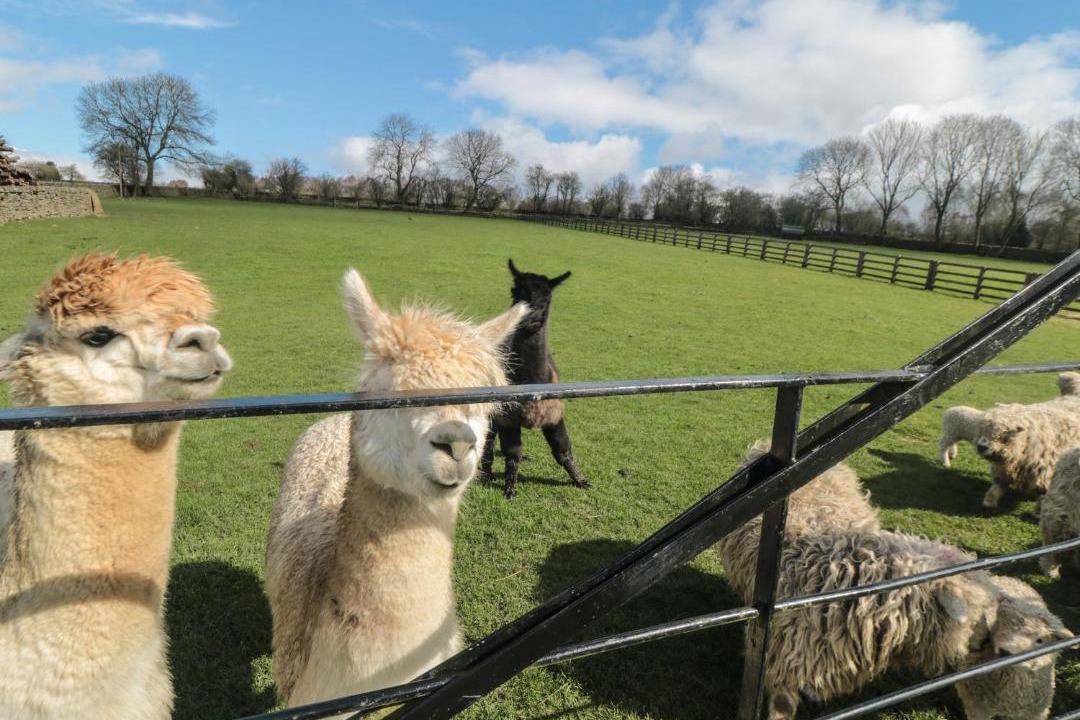 Photo of Others in North York Moors National Park