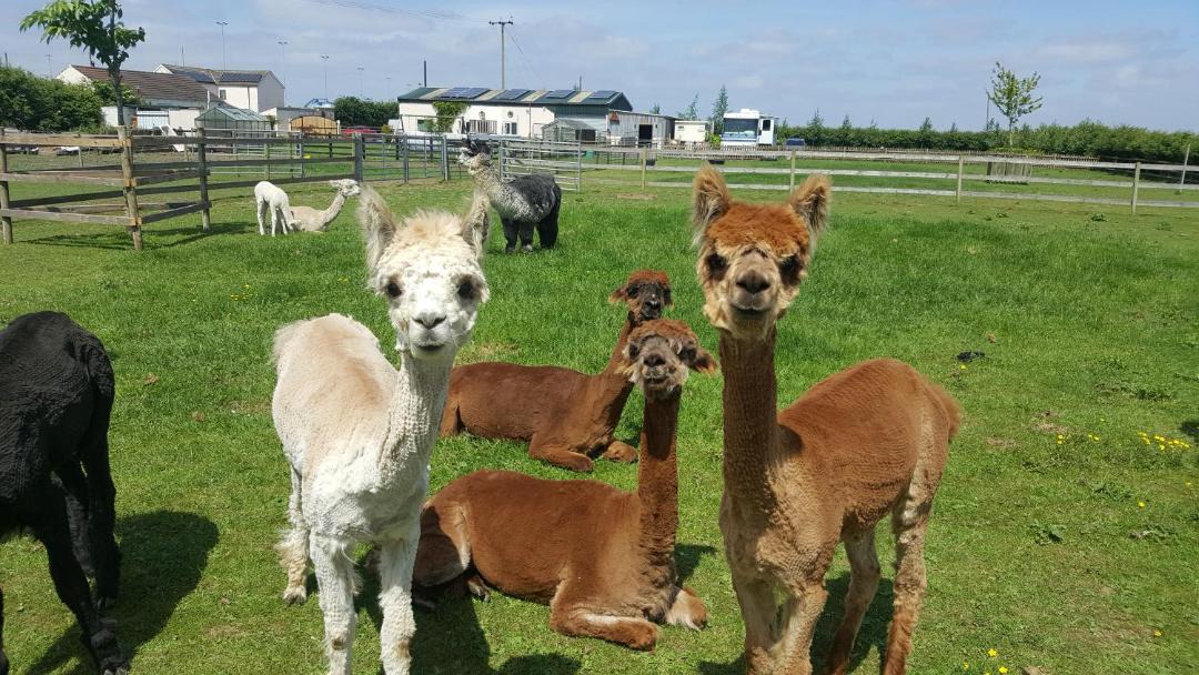 Photo of Others in New Holland